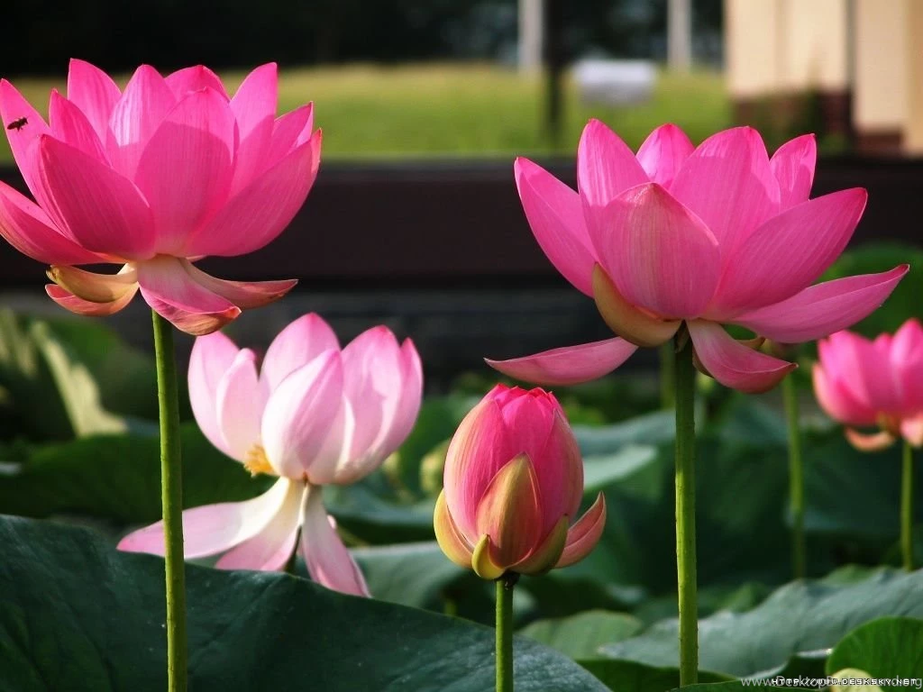 Lotus Flower Images Free HD Wallpapers Pretty