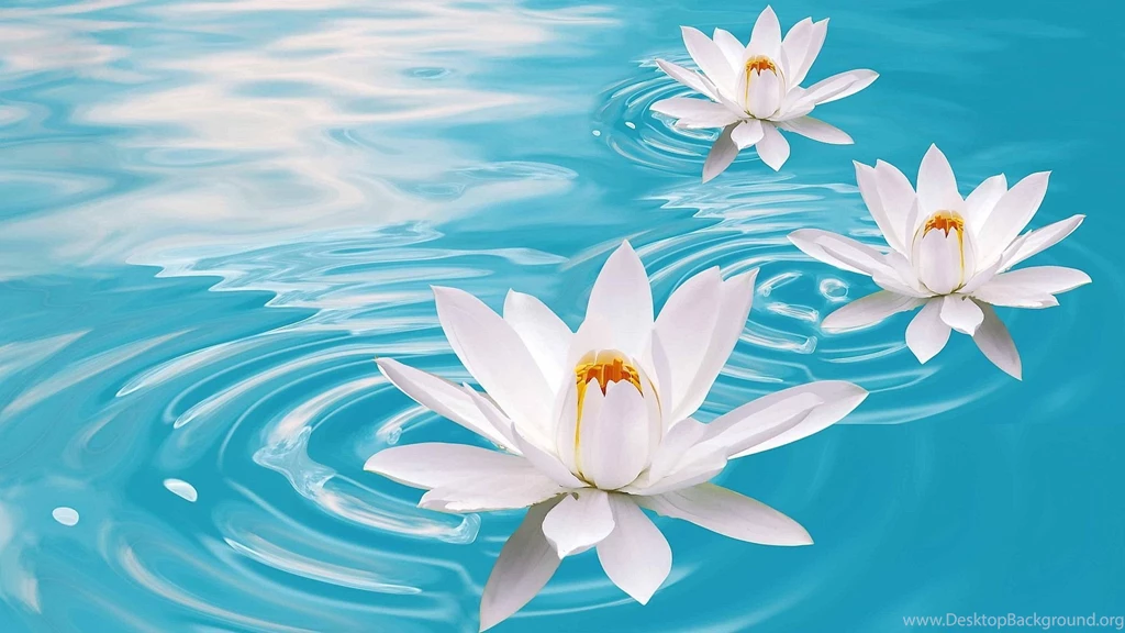 Hd Wallpapers Lotus Flowers Backgrounds Wallpapers For Your ...