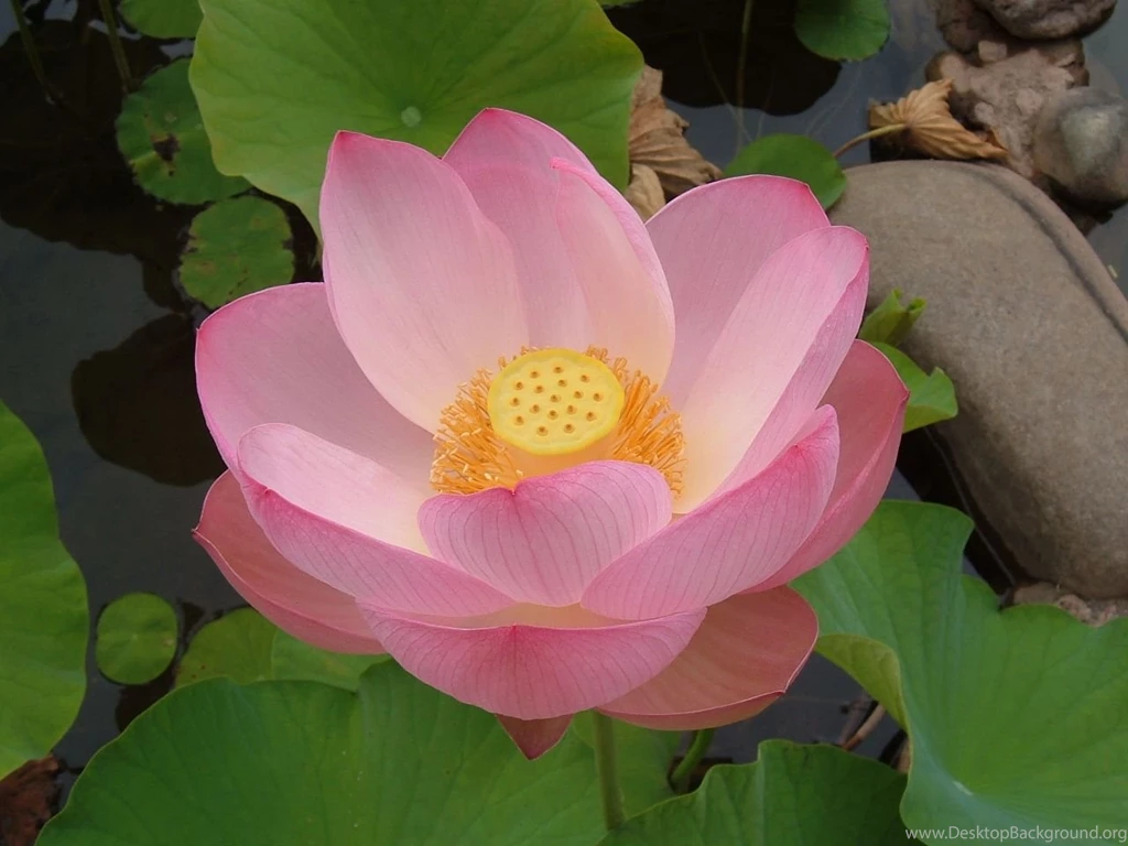 Desktop Wallpaper, Lotus Flower