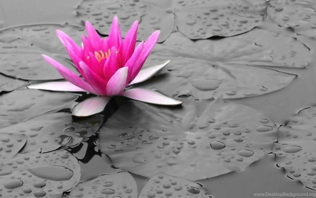 White Lotus Flowers Beautiful Images Beautiful Black And White ...