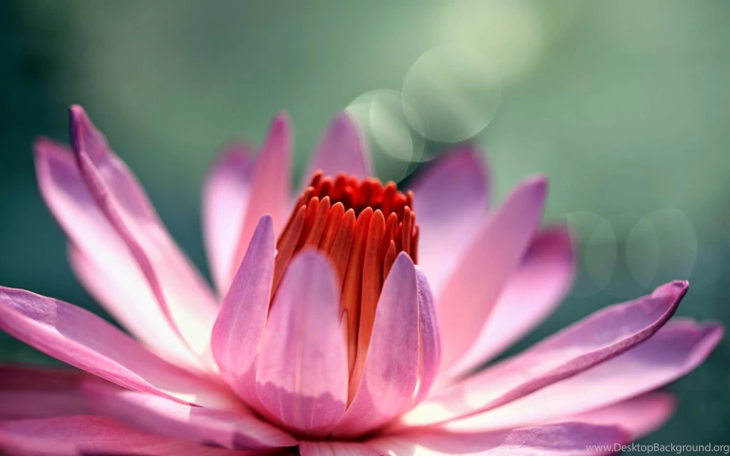 Lotus flower high resolution wallpapers cool desktop background images widescreen.jpg