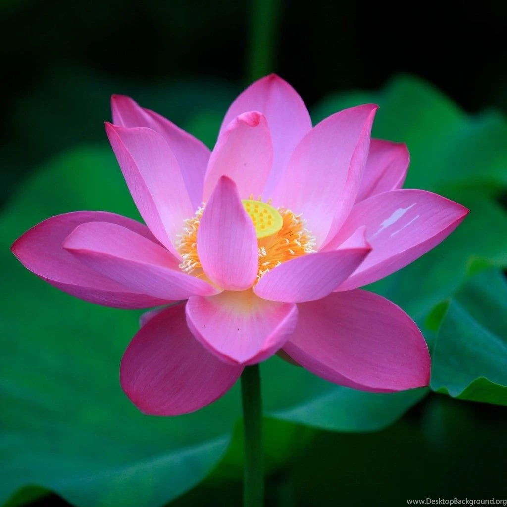 Lotus Flower Wallpapers Desktop Backgrounds