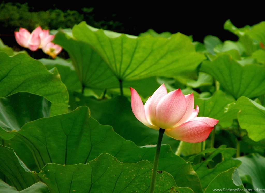 Lotus Best Lotus High Resolution Wallpapers – Finehdwallpaperr.com