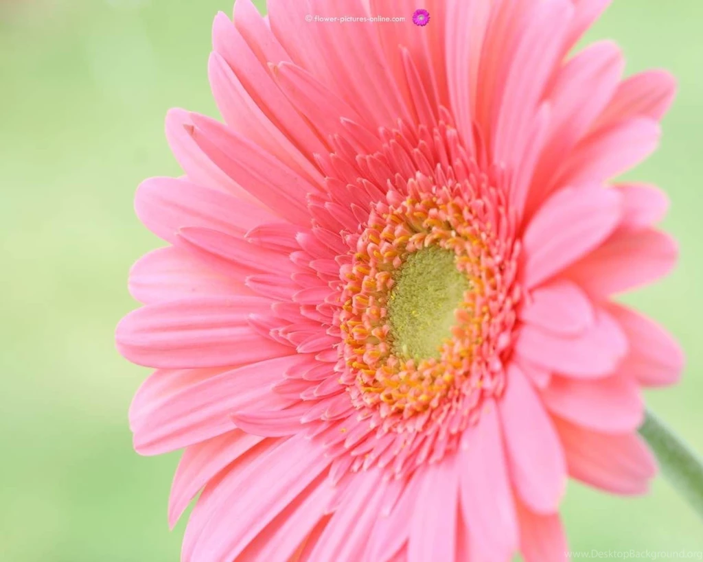 Flowers Wallpapers Desktop Desktop Backgrounds