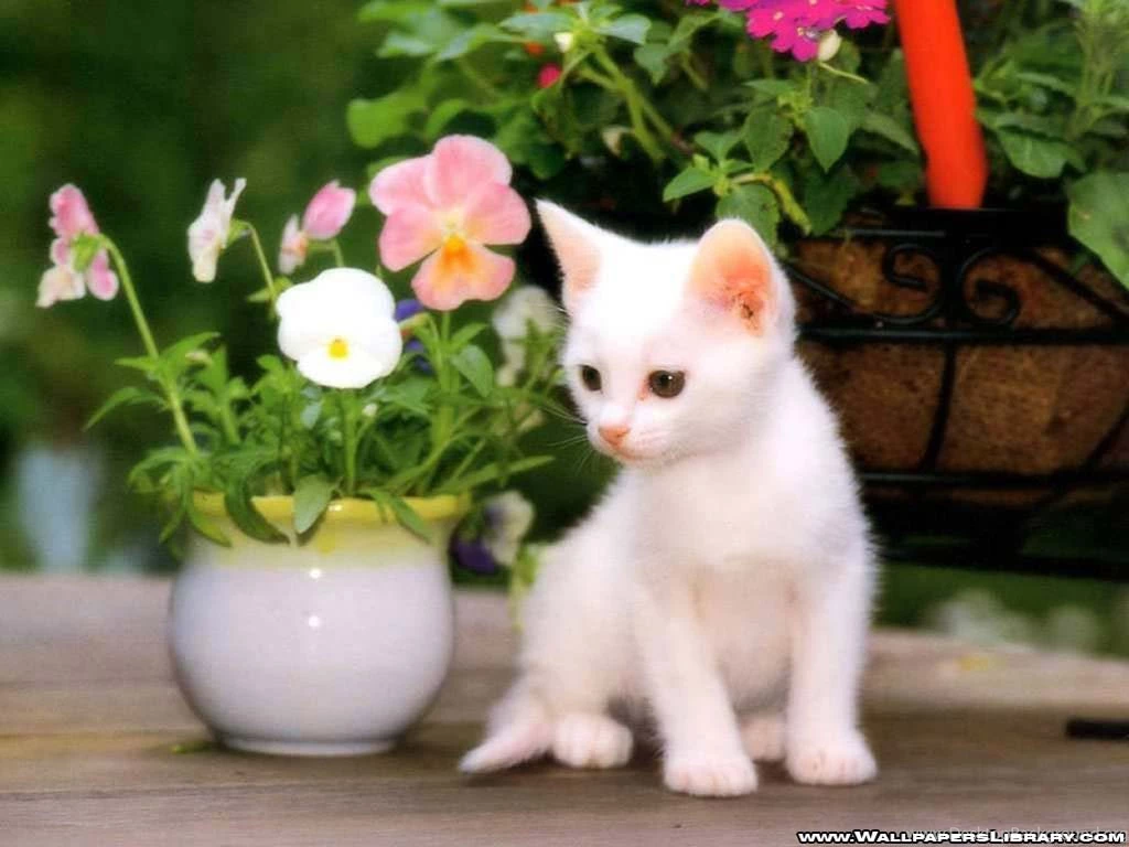 Download White Kitten Flowers Cat Picture Animal Pictures ...