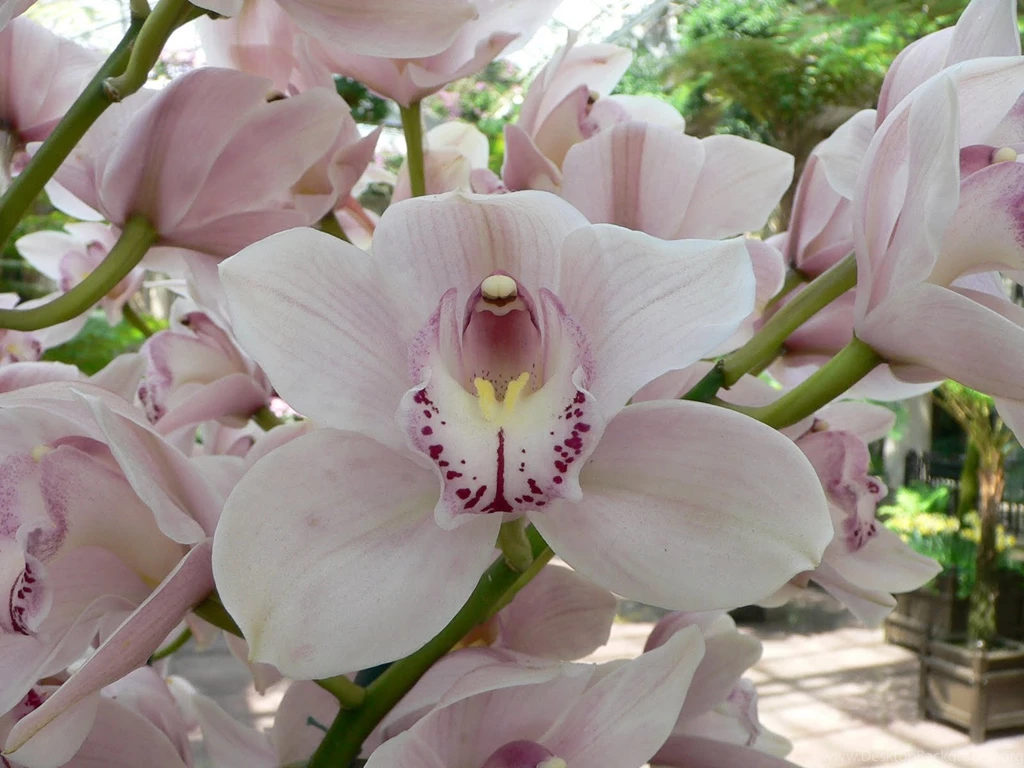 Orchid Flower Wallpaper, Orchid Flower Pictures, New Wallpapers