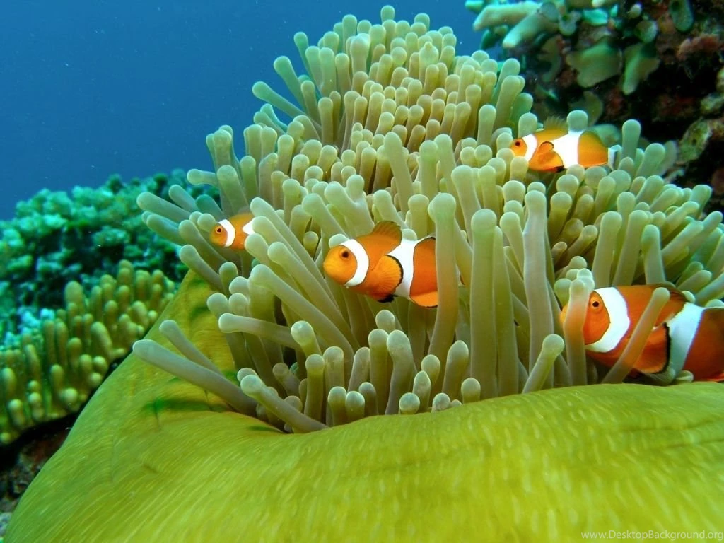 Beautiful Ocean Wallpapers Clownfish Photos Of Get Yourself ...