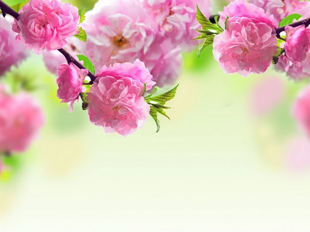 1024x768 Spring Flowers Backgrounds Wallpapers