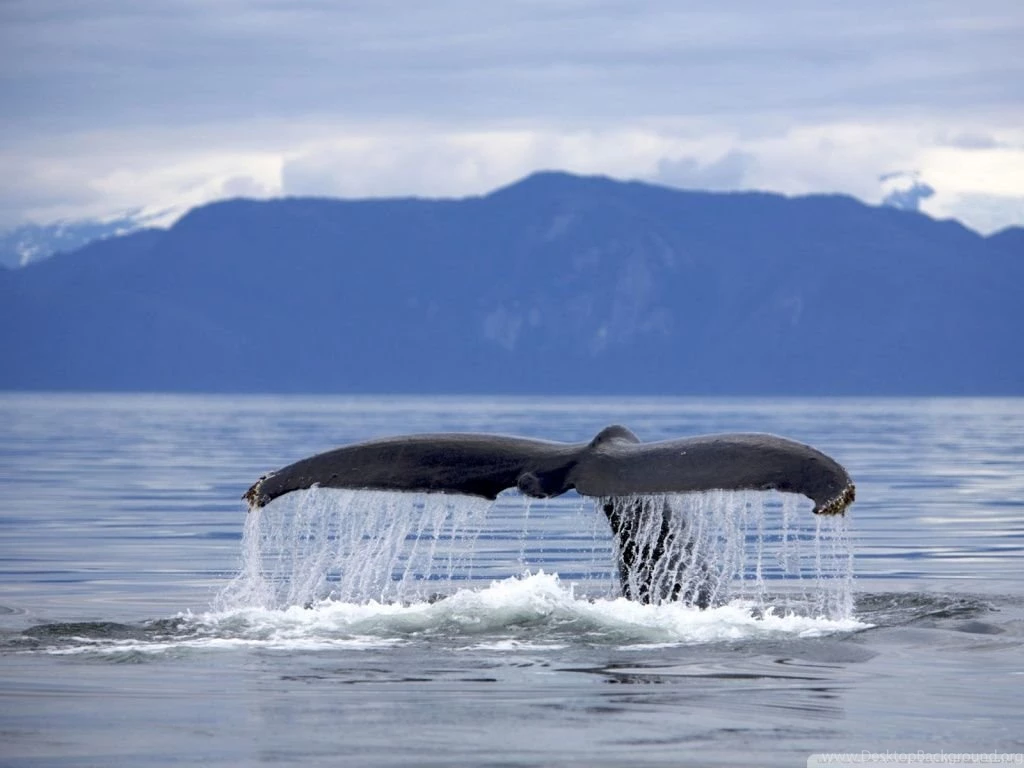 Alaska Frederick Sound Humpback Whale Megaptera Novaeangliae Tail ...