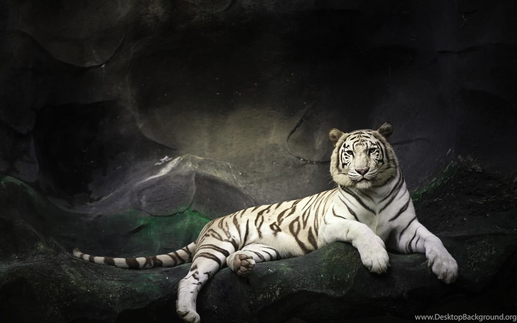 White Tiger HD Wallpapers Wallpapers Cave