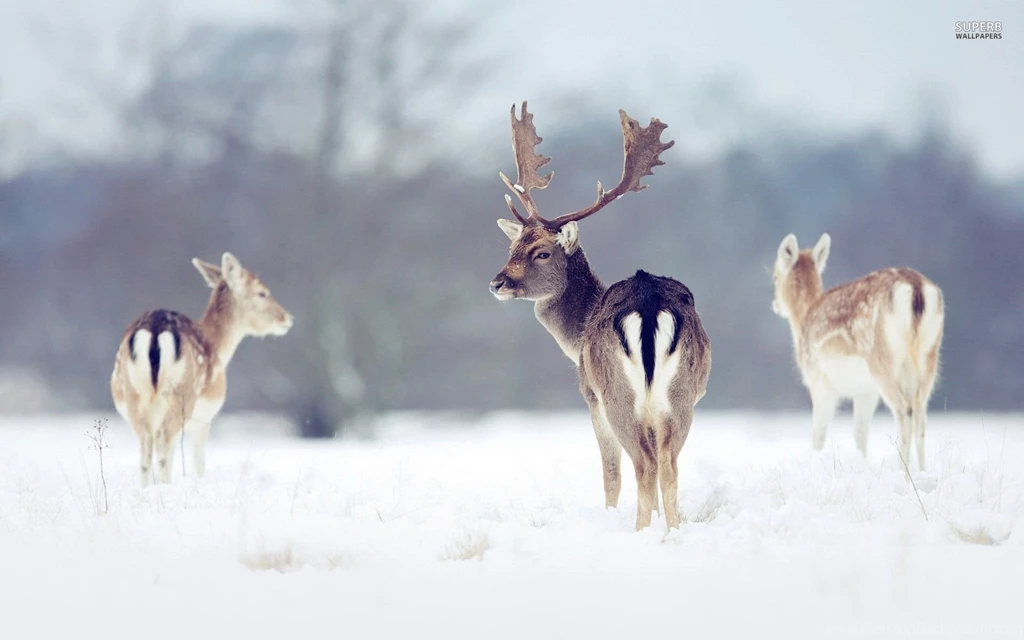 Deers In The Snow Wallpapers Animal Wallpapers