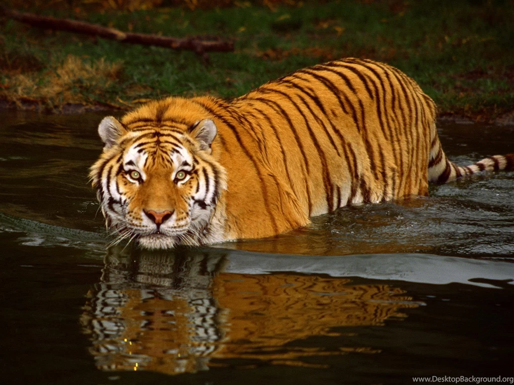 Best Desktop HD Wallpapers Tiger HD Wallpapers