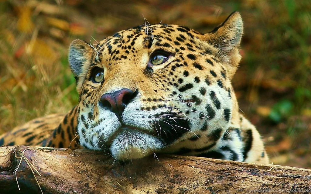 Tigers,Cheetahs,Leopards Wallpapers & HD Desktop Backgrounds Page 4