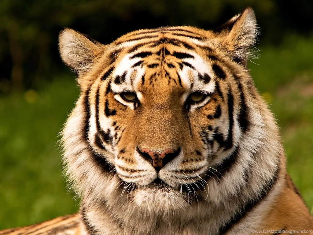 Desktop big tigers images wallpaper.jpg