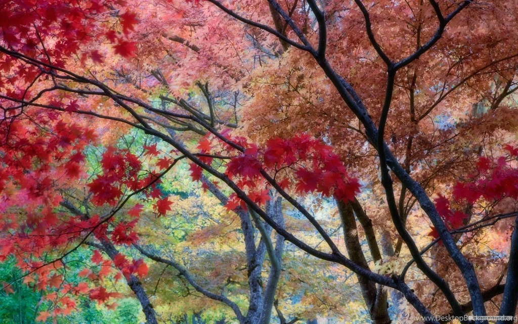 Free Wallpapers Free Nature Wallpapers HD Landscape 5 Wallpapers ...