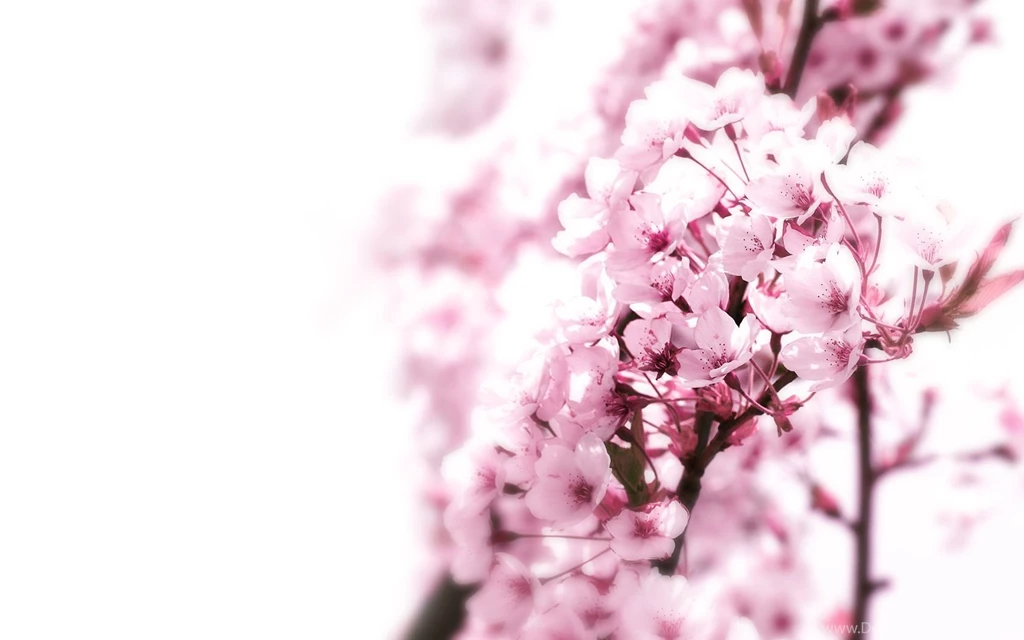 5166 Flower HD Wallpapers