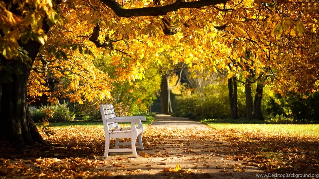 Banches In Garden Wide Wallpapers
