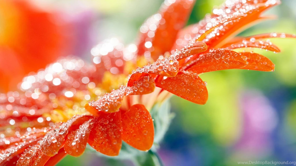 nature wallpapers hd for desktop backgrounds colorful flower with