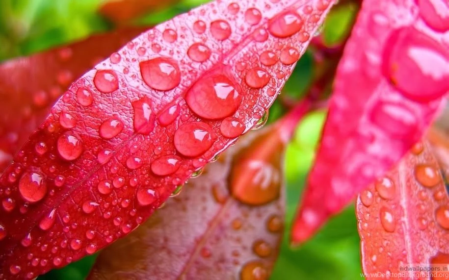 New Year Wallpapers Widescreen