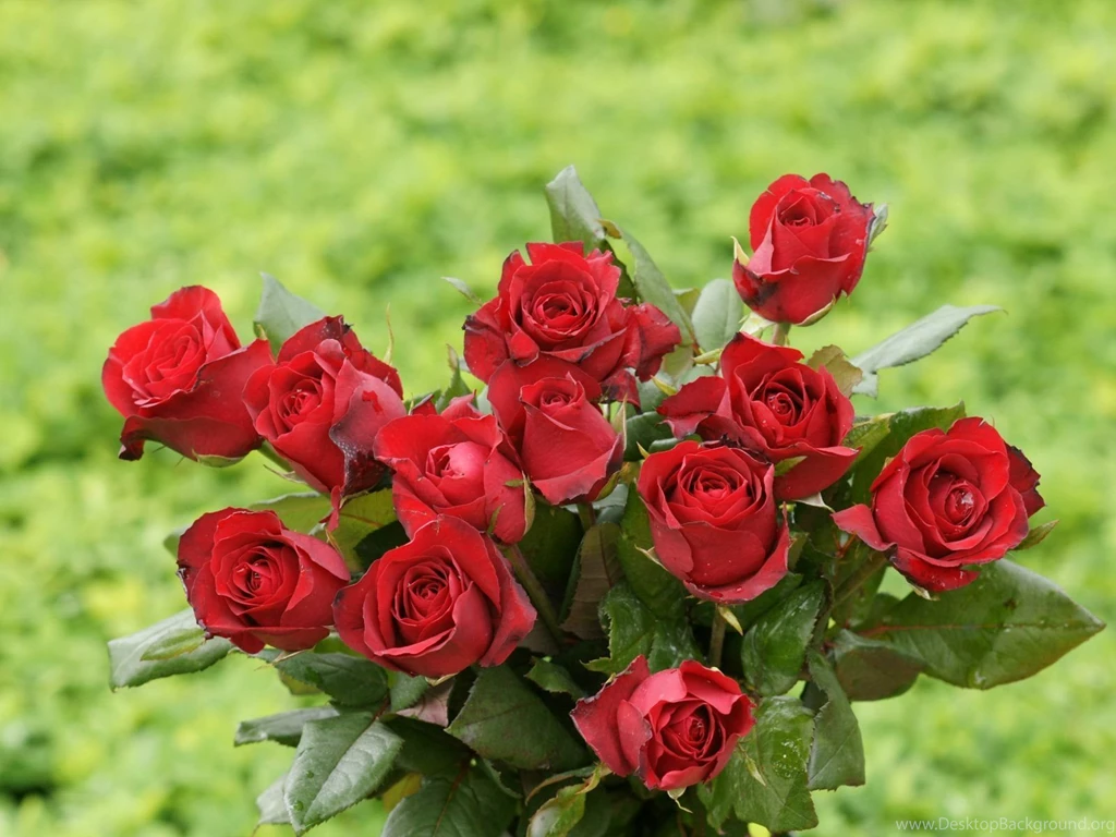 Rose Wallpapers   Beautiful Roses Bouquets
