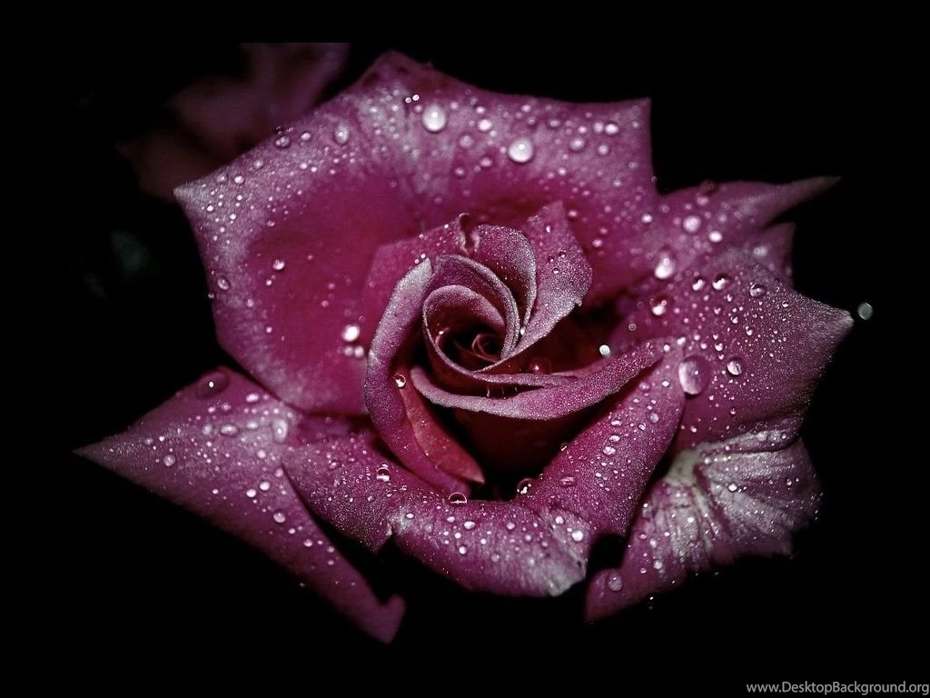 Wallpapers Roses Flowers Image