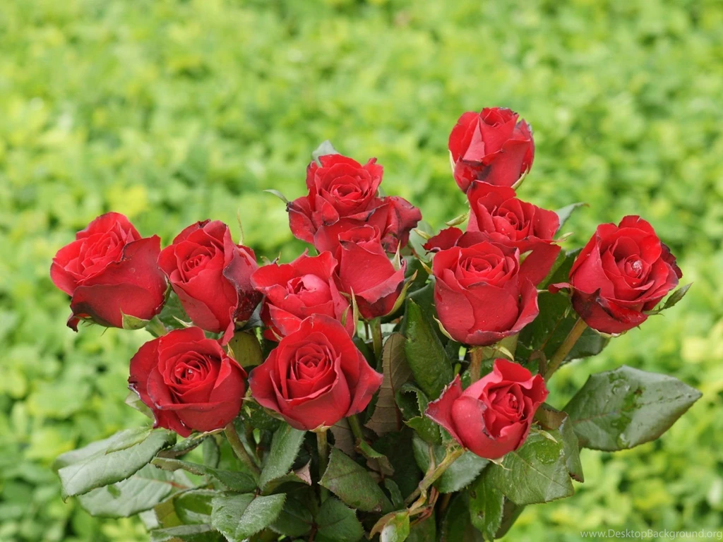 Rose Wallpapers Beautiful Roses Bouquets