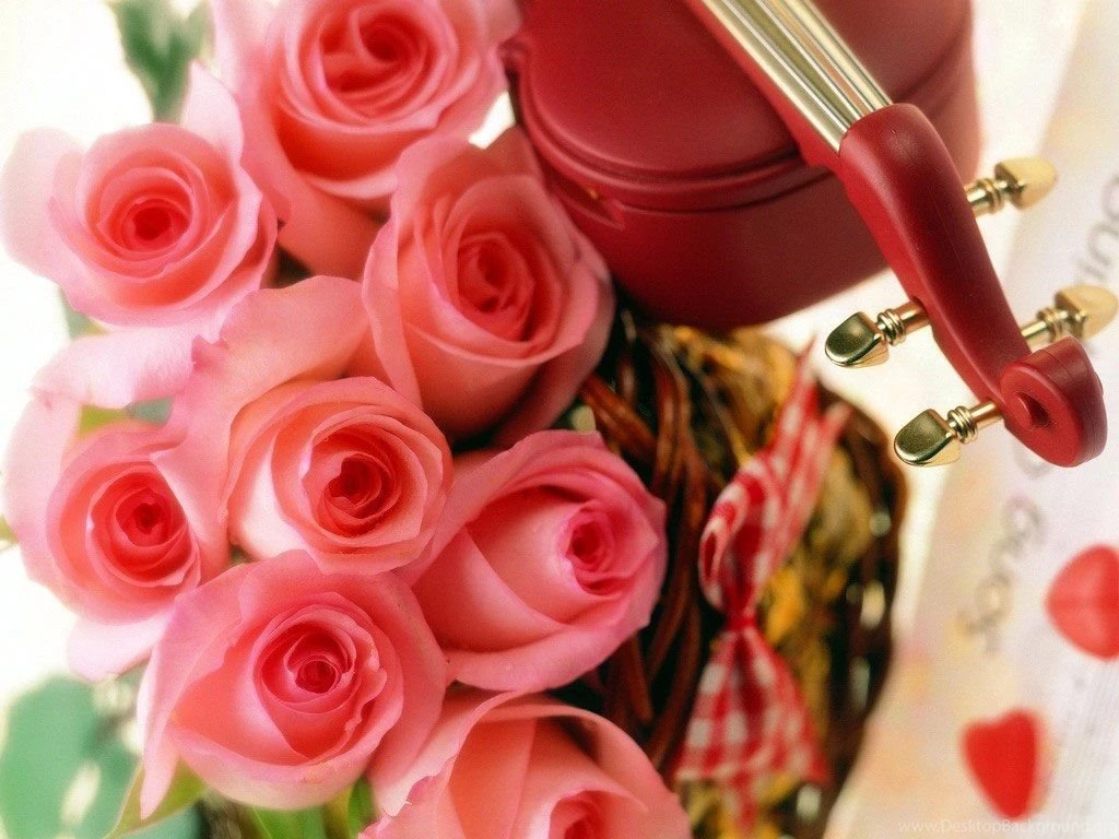 15 Pure Red Valentine's Day Roses HD Wallpapers I Am Qurat