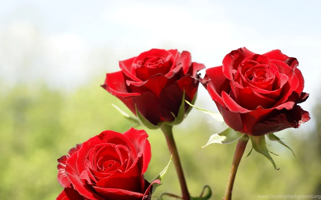 Red Rose Flowers Images And Wallpapers Download