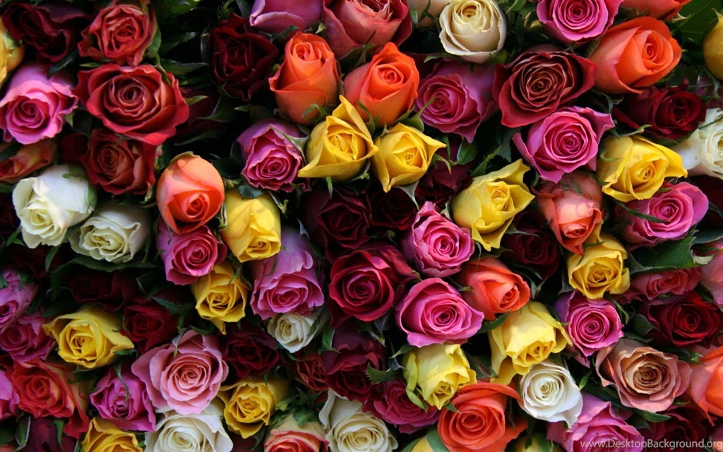 Pink Roses Wallpapers