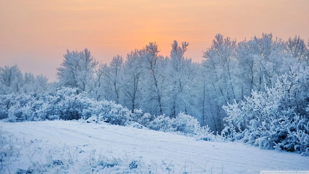 Winter Snow Trees Wallpapers