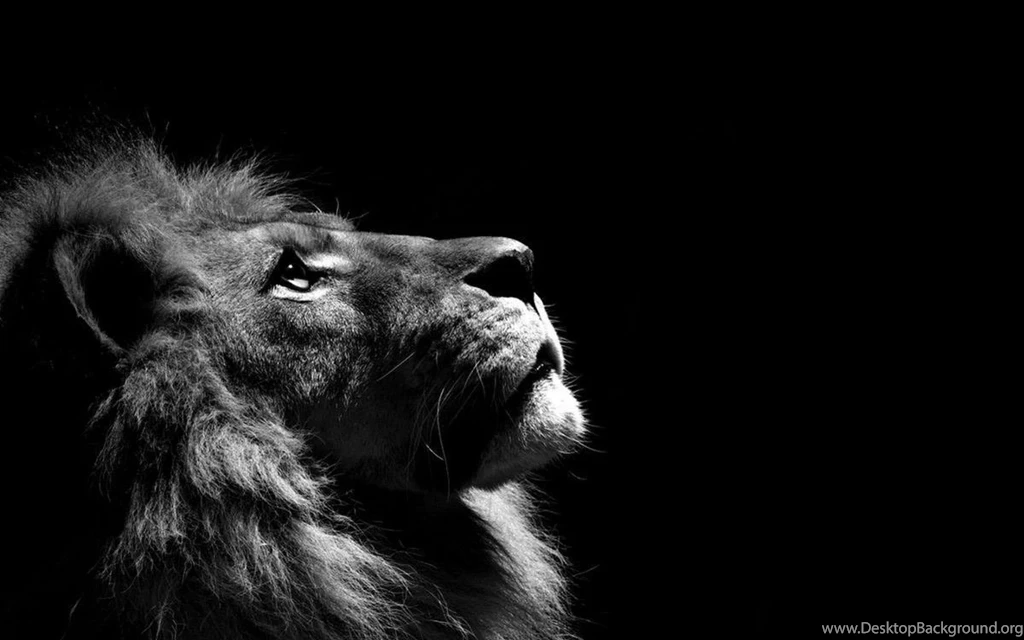 A Selection Of 9 Images Of Lions In HD Quality