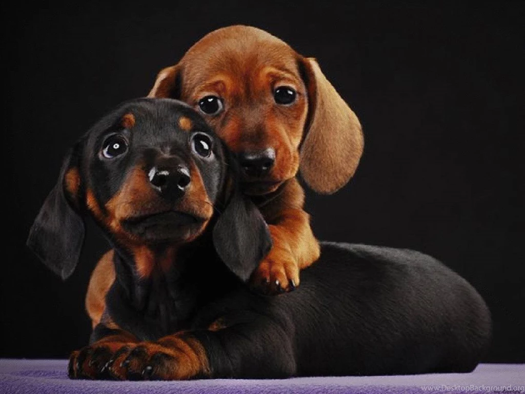 Adorable Dachshund Puppys   Puppies Wallpapers