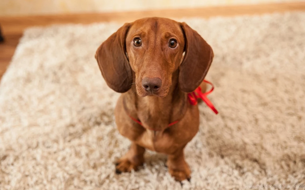 Dachshund Computer Wallpapers, Desktop Backgrounds
