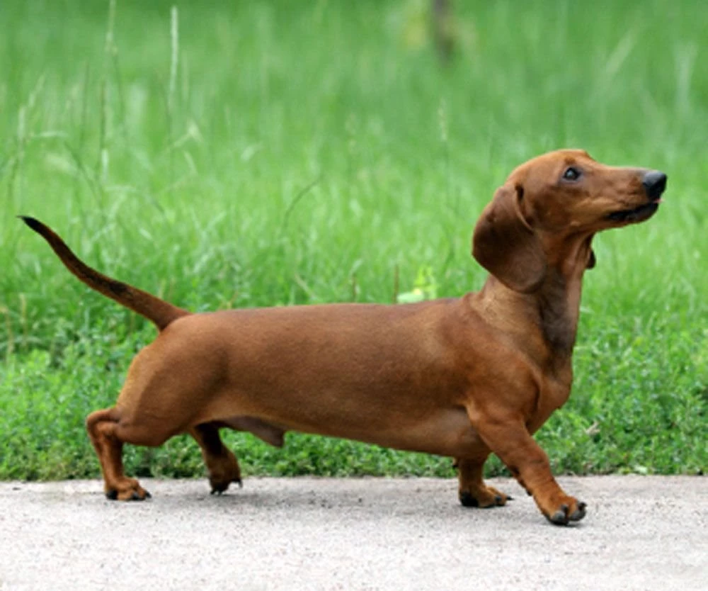 Dachshund Dog Side View Photo And Wallpaper. Beautiful Dachshund ...