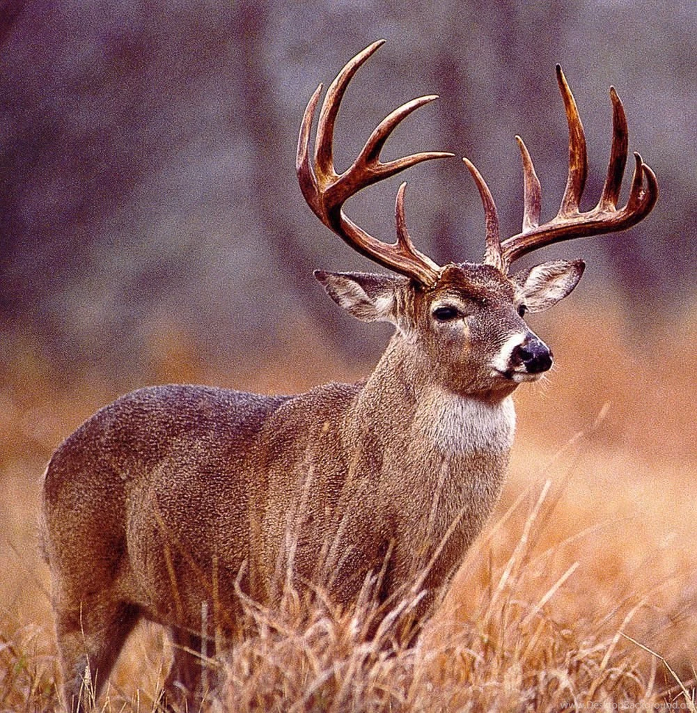 All Deer Hunting Backgrounds, Images, Pics, Comments, Facebook