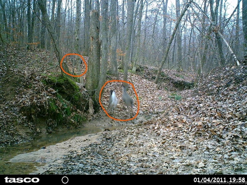 Deer Hunting Backgrounds Cool Duck Hunting Pictures Funny Deer ...