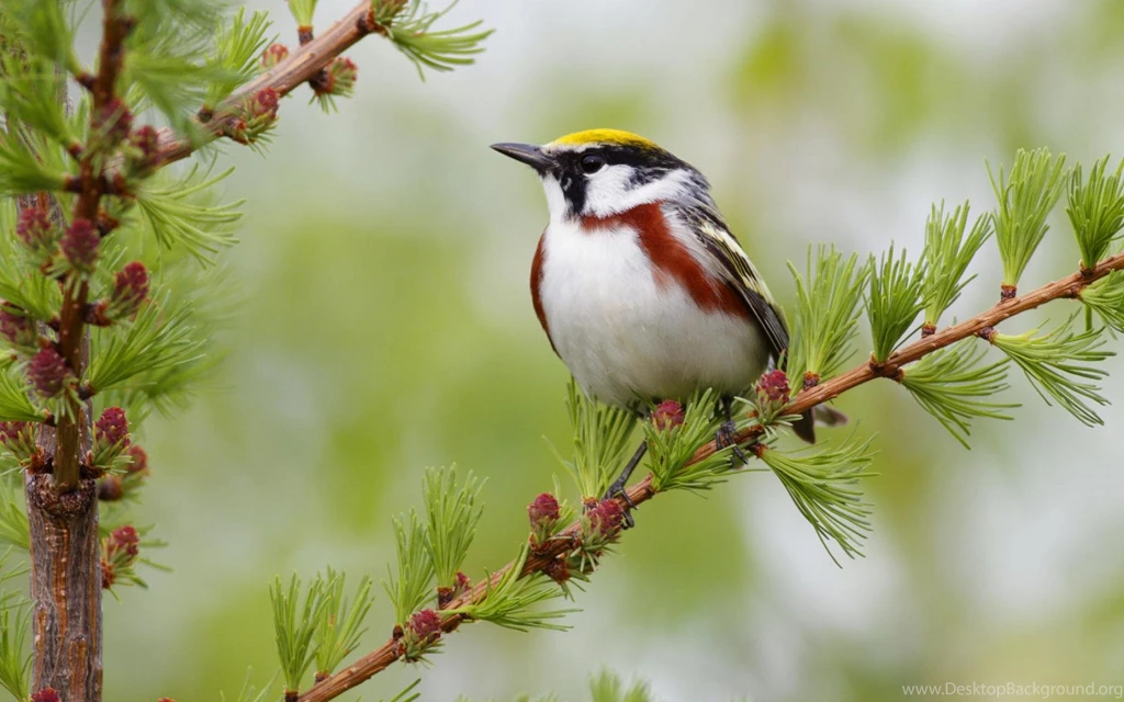 Bird animal wallpaper 1200x1920.jpg