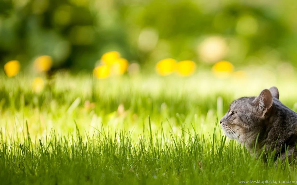 1440x900 Cat In Lawn Wallpapers