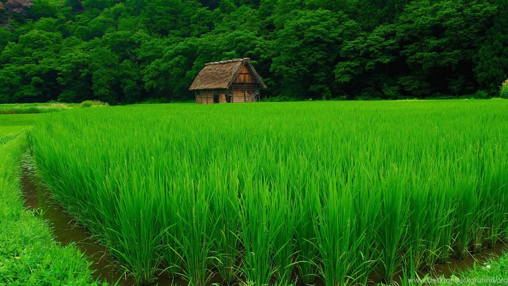 Download Wallpapers 3840x2160 Grass, Lawn, Beautiful, Summer 4K ...