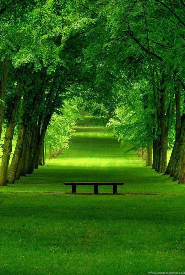 20+ Photographs Of Pleasing Trees – Photography Heat – Photography ...