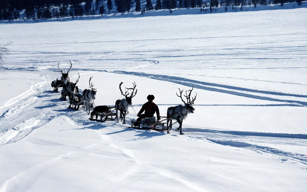 Download Wallpapers 3840x2400 Snow, Deer, Sledge, Person, Transport ...