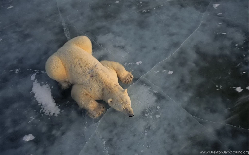 Polar Bear Ice North Pole Wallpapers