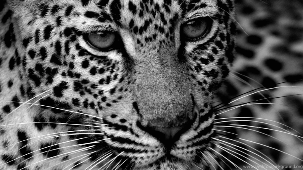 Portrait Of Beauty >> HD Wallpaper, Get It Now!