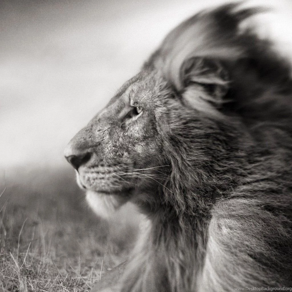 Download Portrait Of A Lion In Black And White Hd Wallpapers For