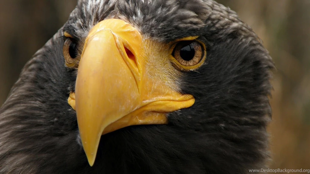 Portrait Picture Of A Eagle