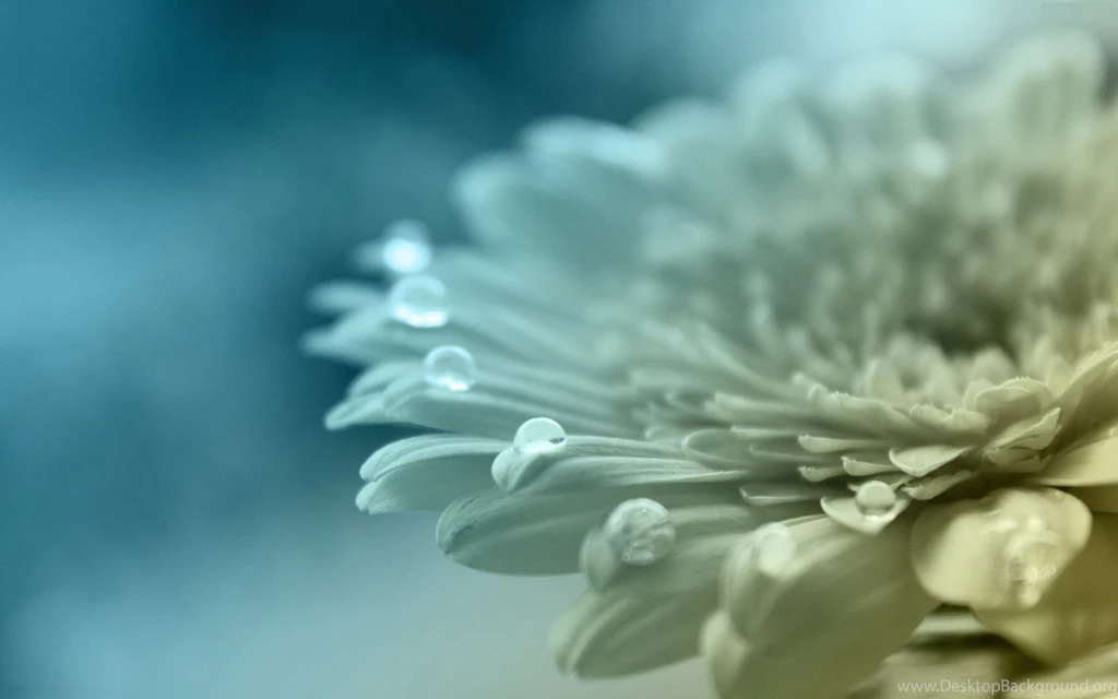 Dew Drops HD Wallpaper, Dew Drops Images