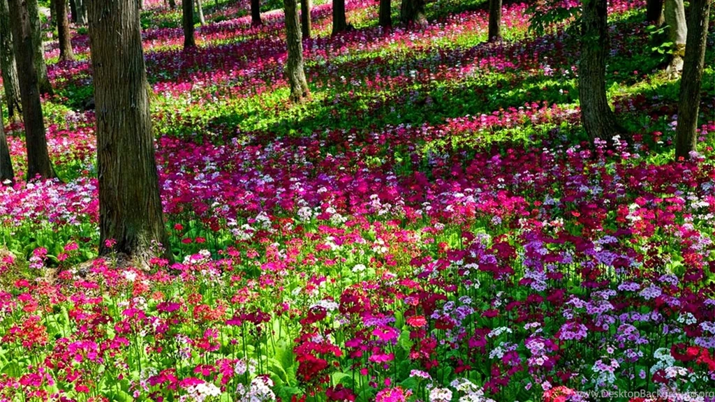 Colourful Wallpapers >> Backgrounds With Quality HD