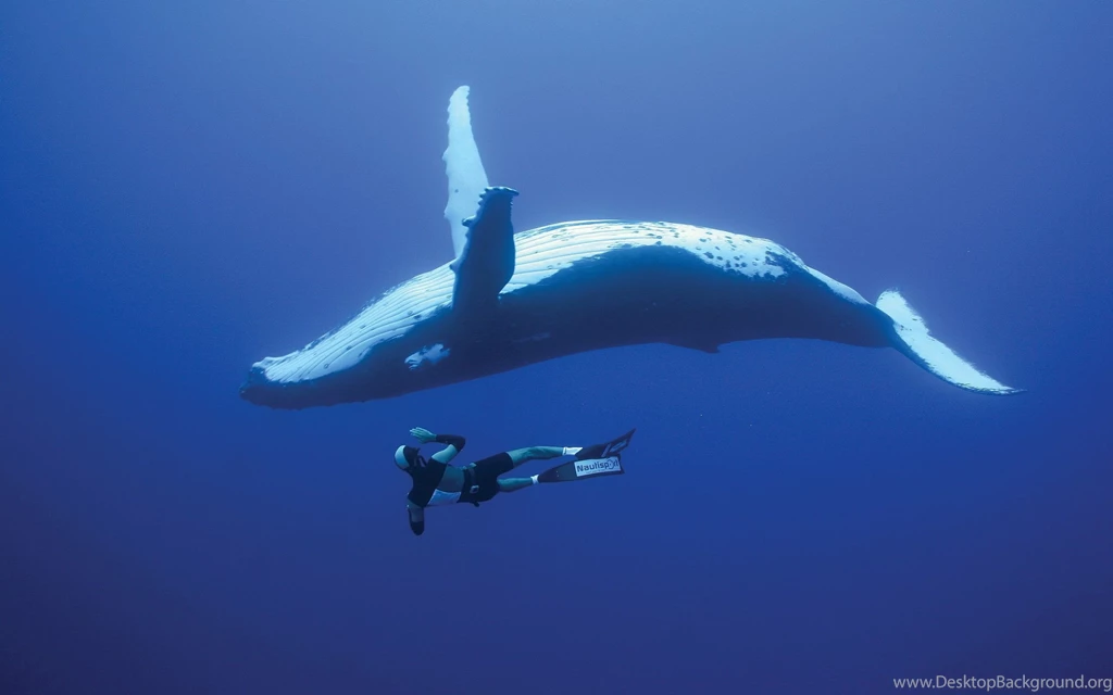 2560x1600 Diving With Whales Wallpapers