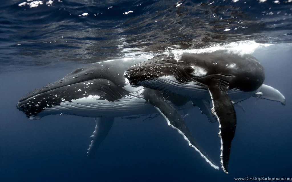 Whale Computer Wallpapers, Desktop Backgrounds