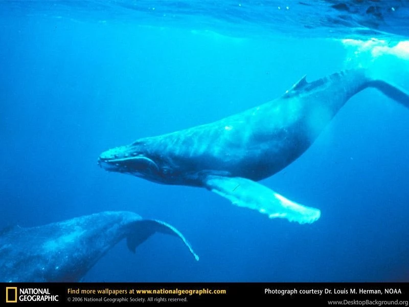 Humpback Whale Picture, Humpback Whale Desktop Wallpaper, Free ...